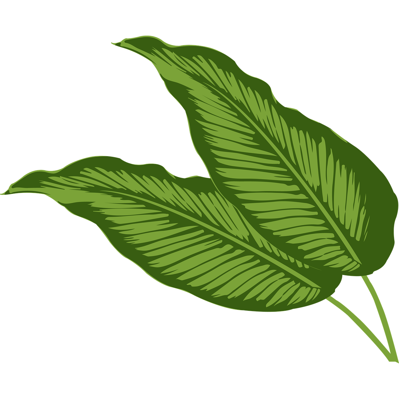 calathea triostar
