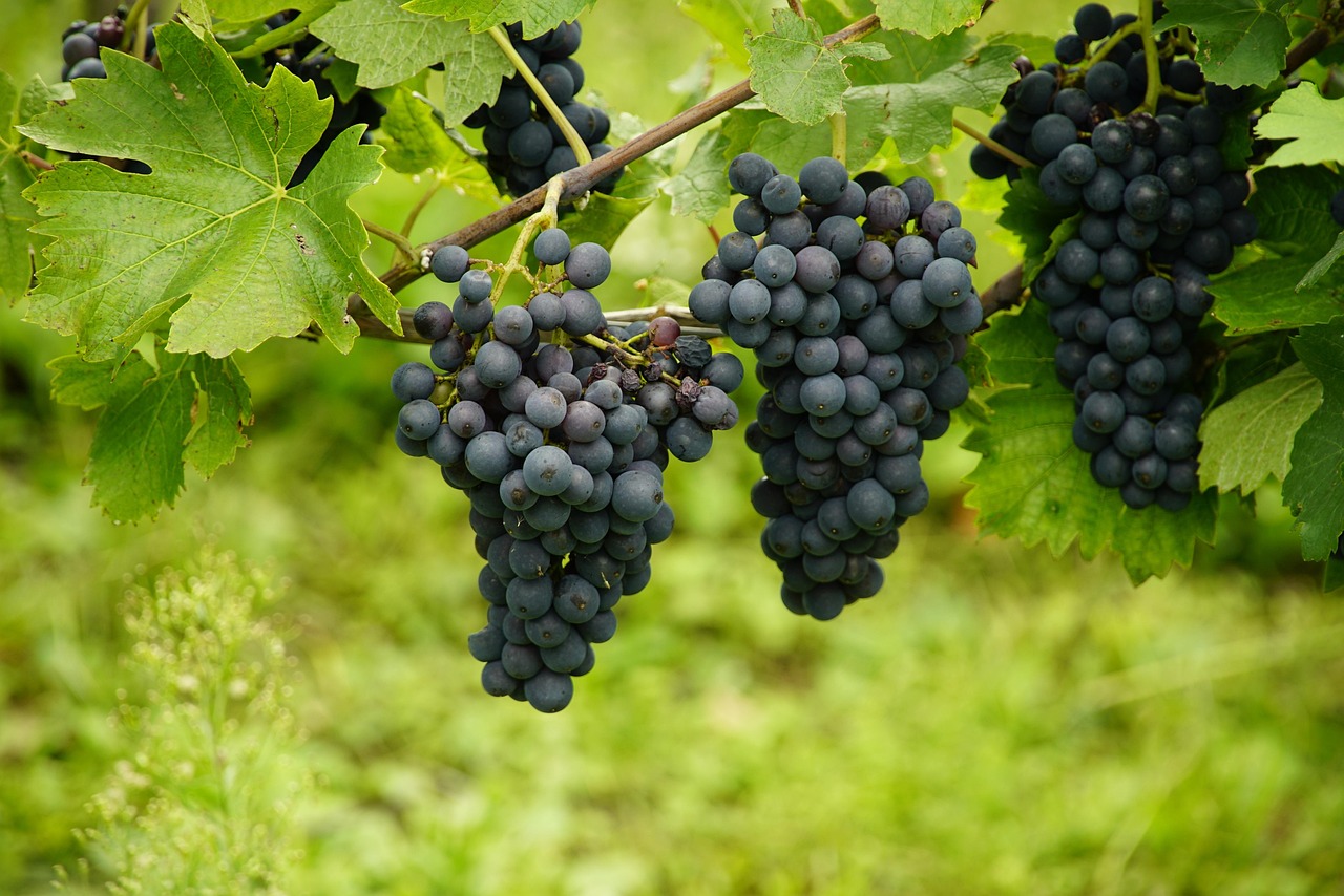 ce inseamna ingrasamant foliar