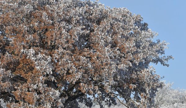 la ce temperatura apare bruma