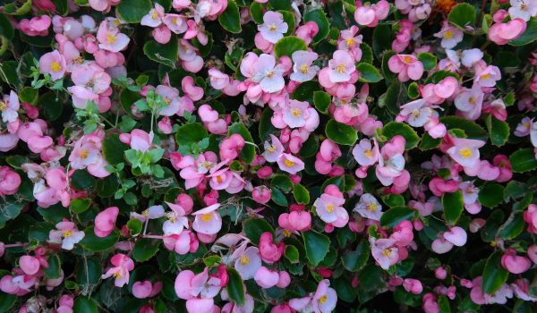 begonia rex