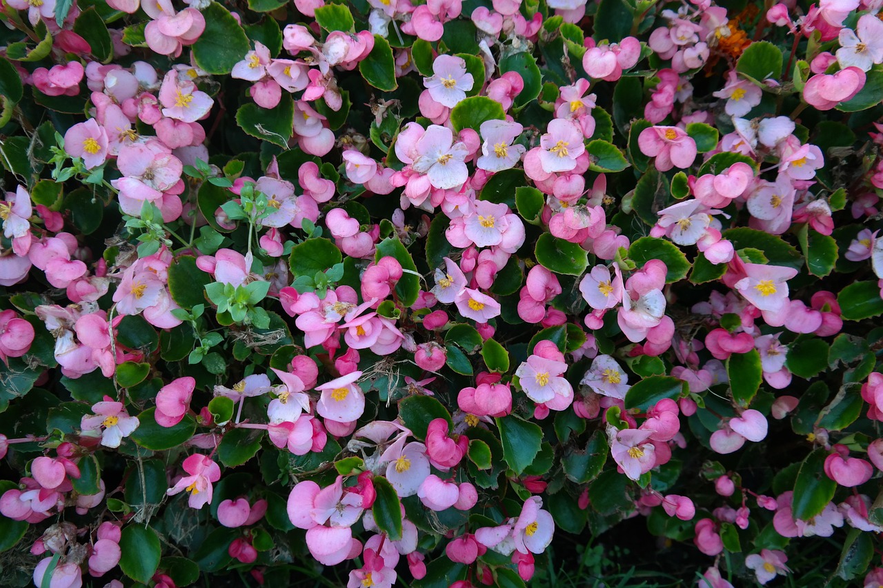 begonia rex
