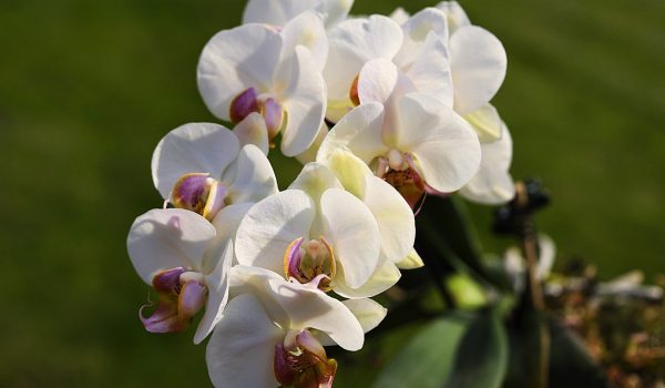 orhideea cymbidium