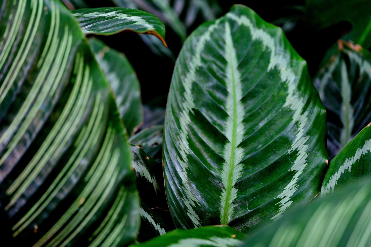 calathea ornata