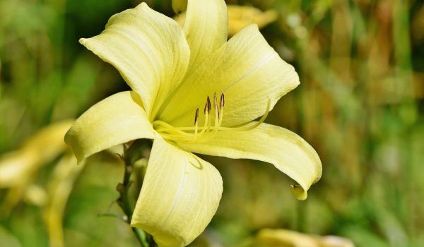 crini amarilis
