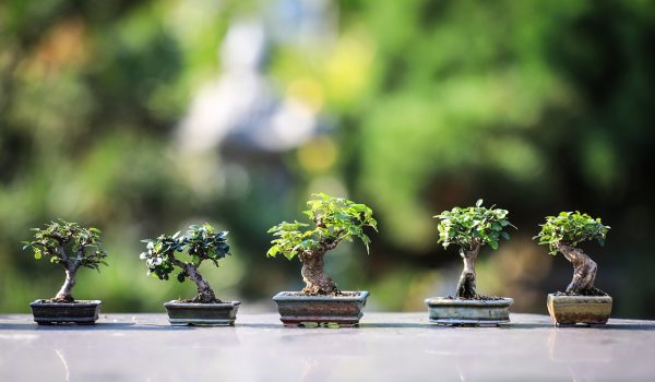 de ce cad frunzele la bonsai