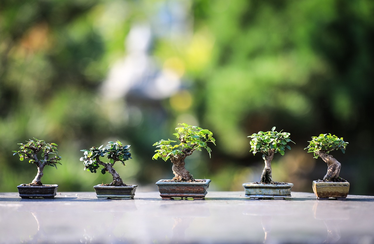 de ce cad frunzele la bonsai