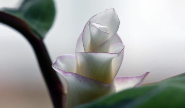 calathea insignis