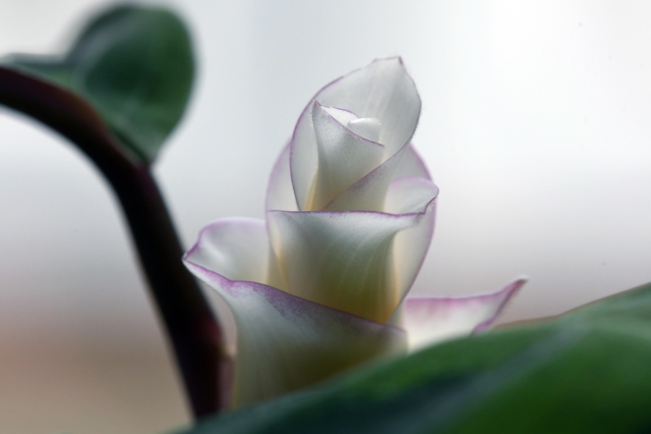 calathea insignis