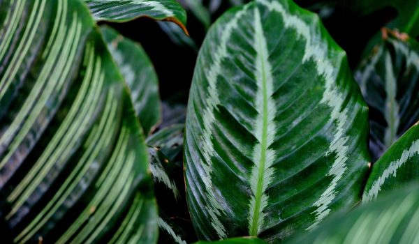 de ce se ingalbenesc frunzele la calathea