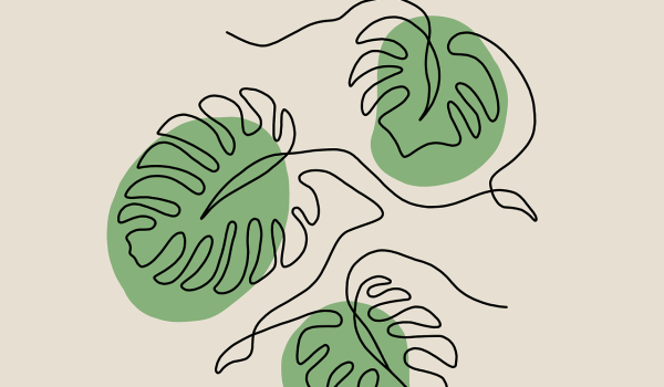 monstera siltepecana
