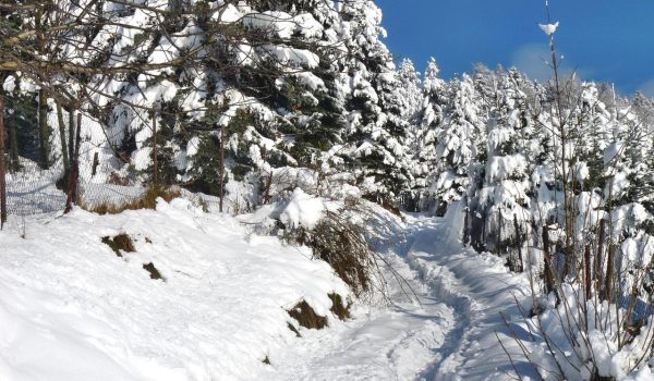 pana la ce temperatura rezista orhideea