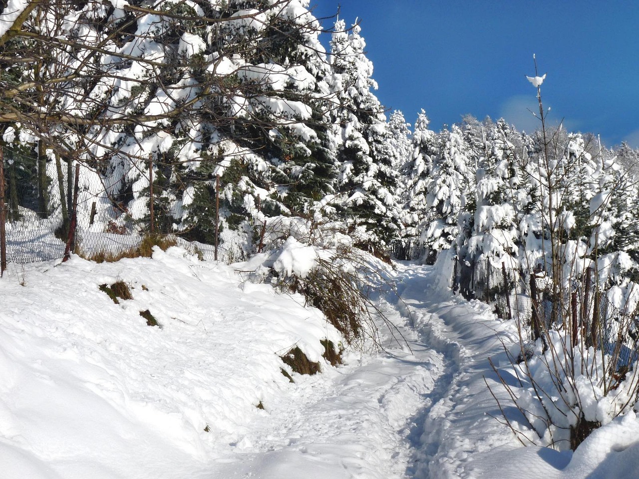 pana la ce temperatura rezista orhideea