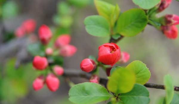 begonia curgatoare