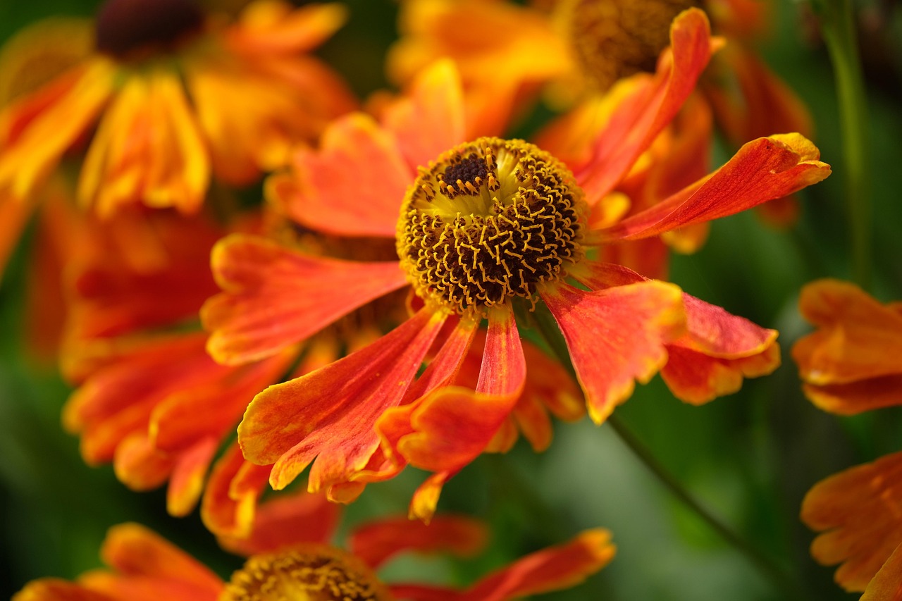 floare limba soacrei superstitii