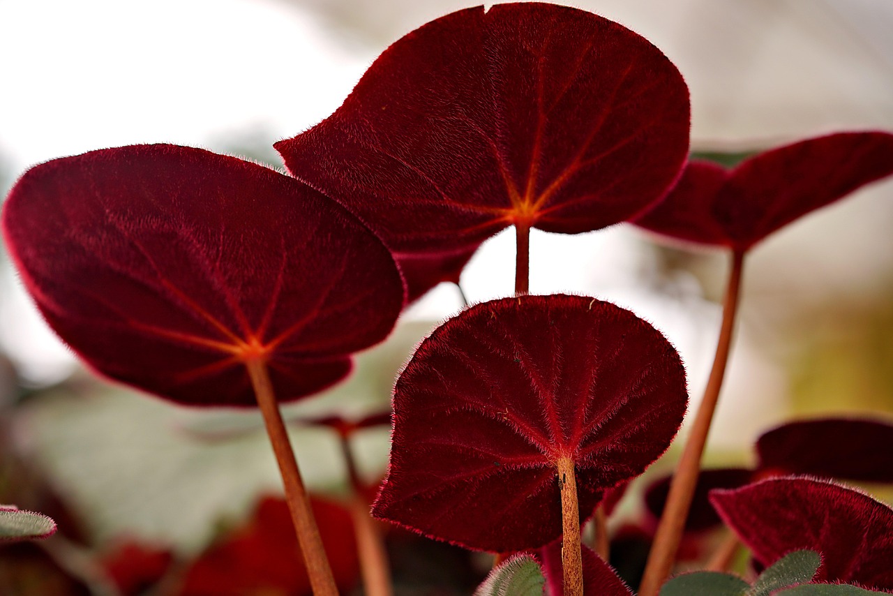 begonia inmultire prin tulpina