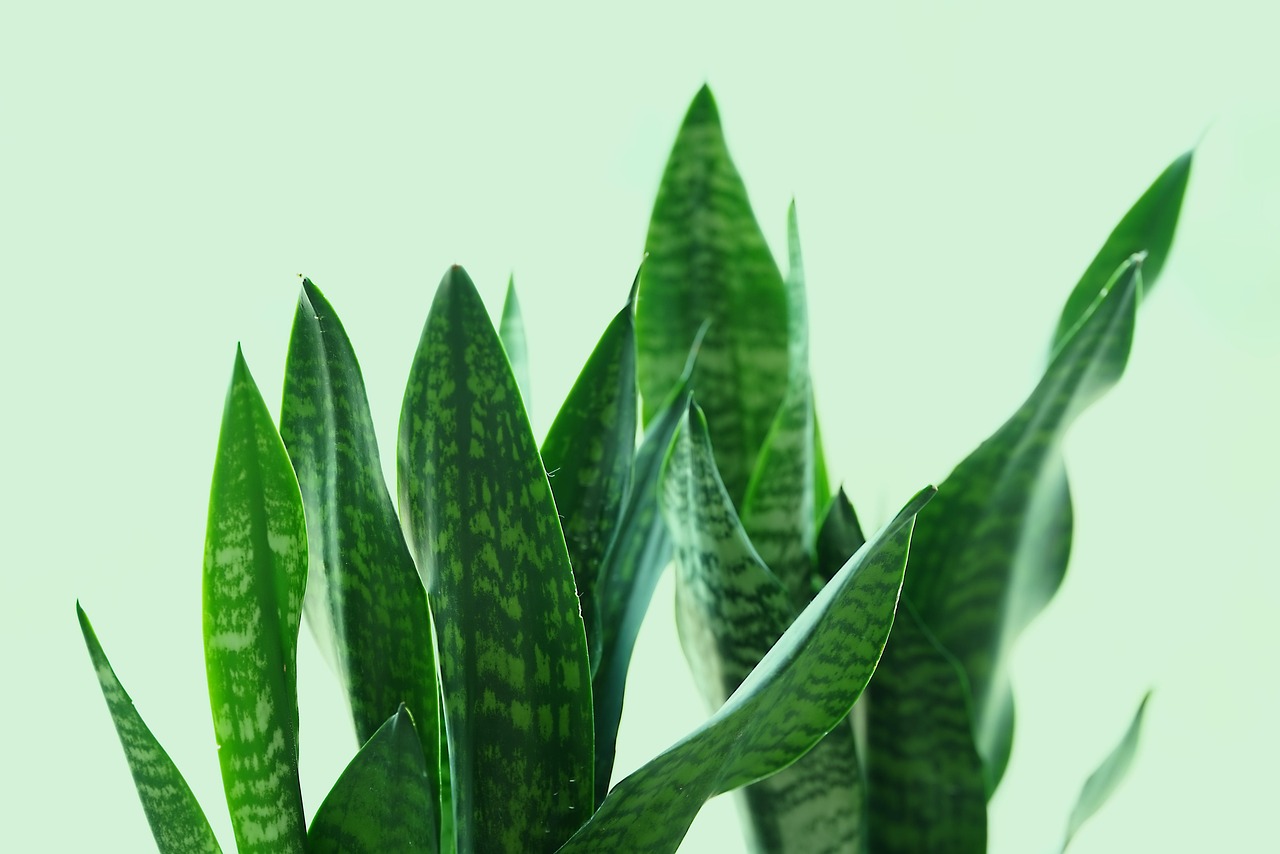 ce inseamna planta perena