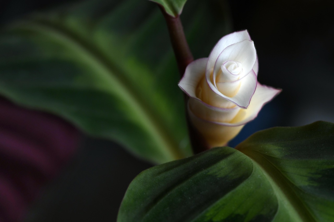 specii de calathea