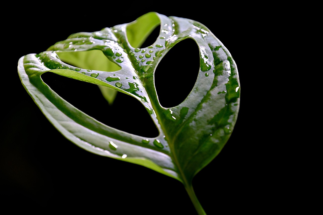 monstera adansonii