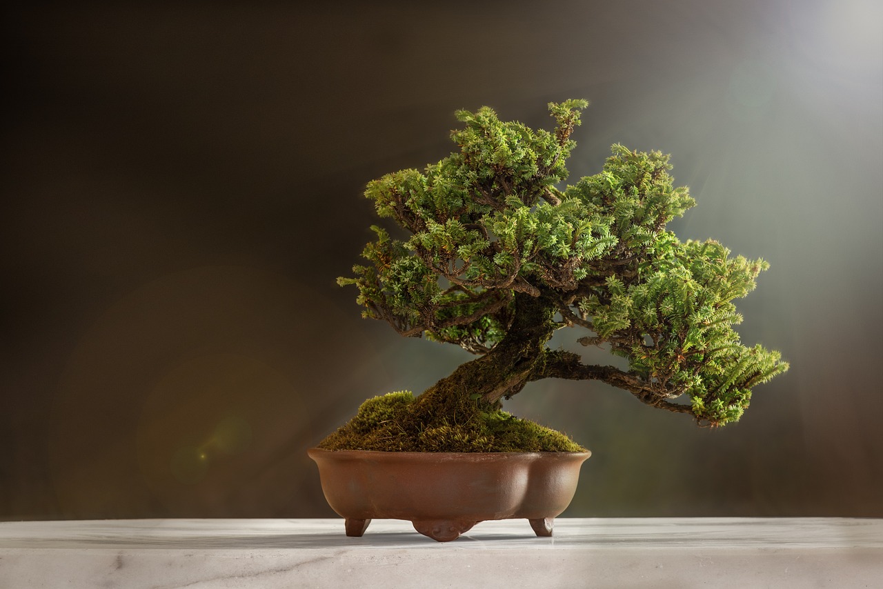 bonsai ginseng