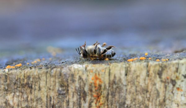 ce inseamna insecticid sistemic