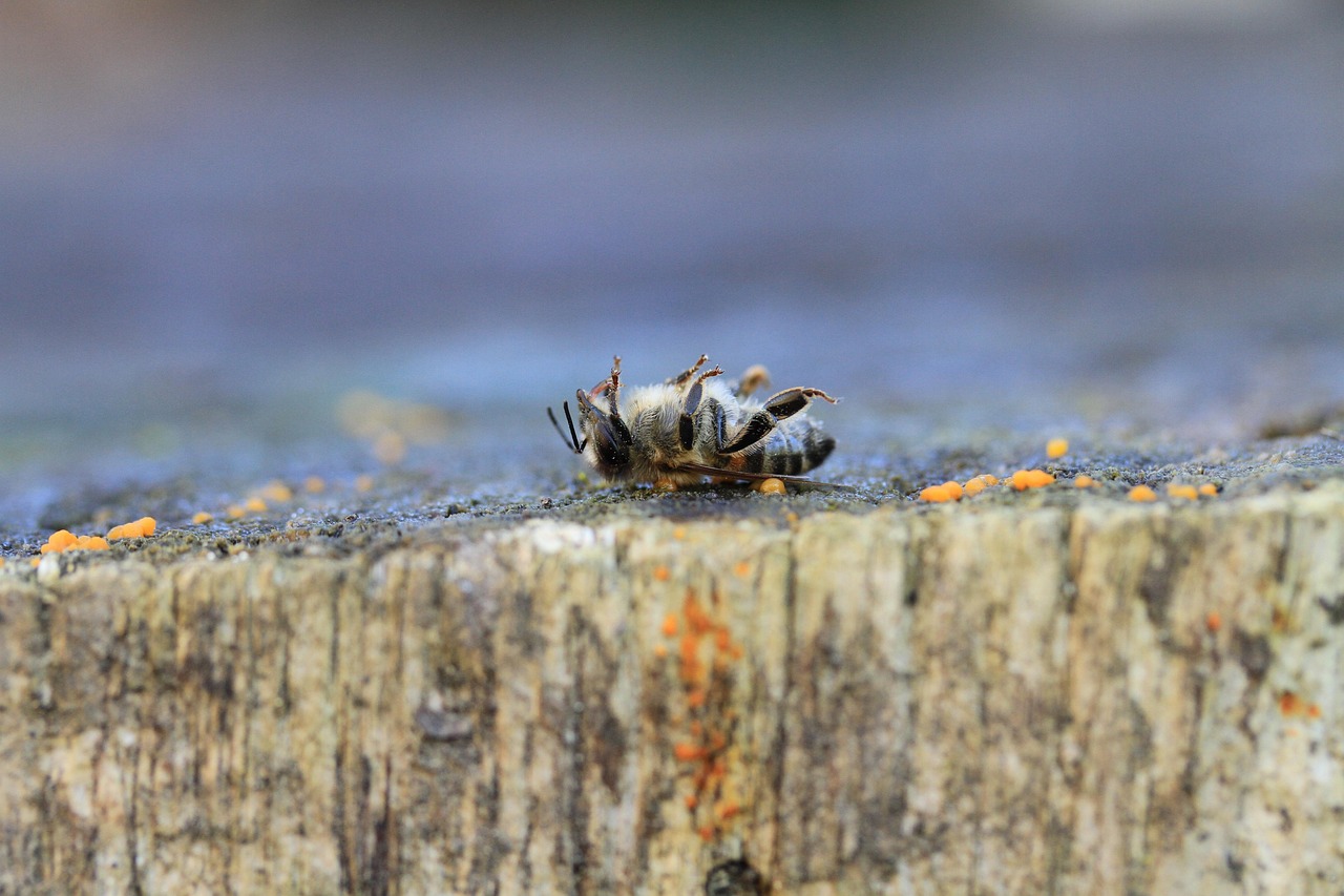 ce inseamna insecticid sistemic