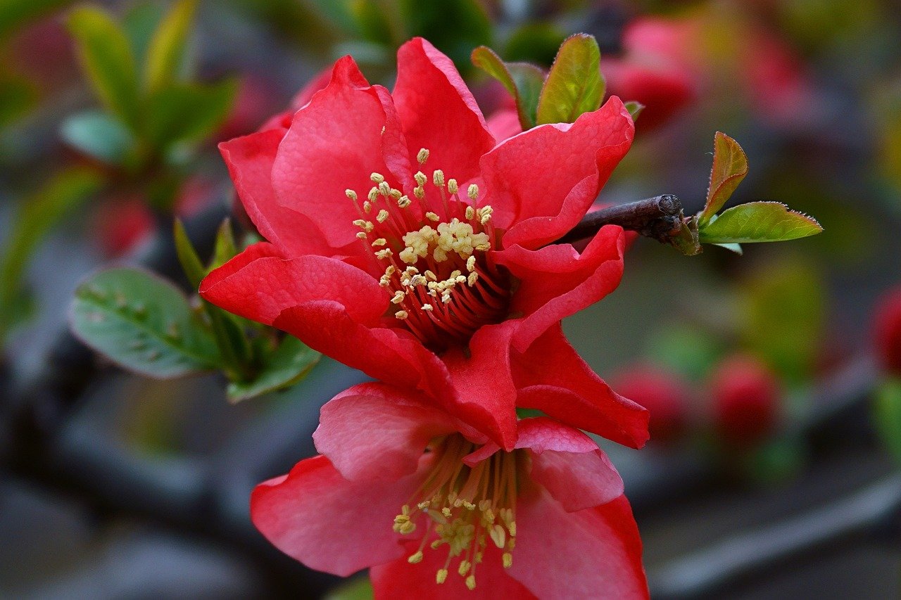 begonia elatior