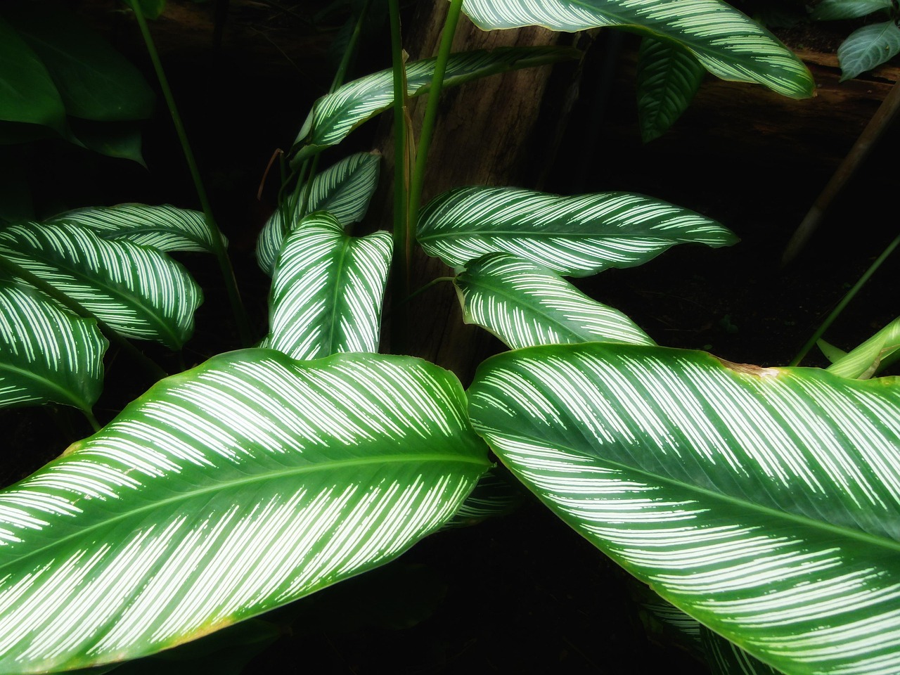calathea makoyana