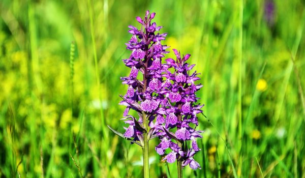 ingrasamant natural pentru orhidee