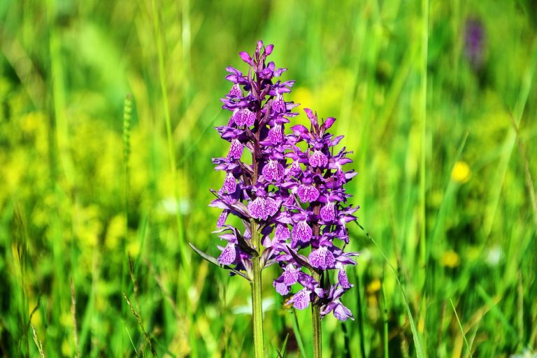 ingrasamant natural pentru orhidee