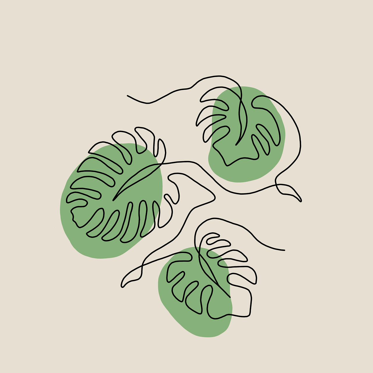 monstera esqueleto