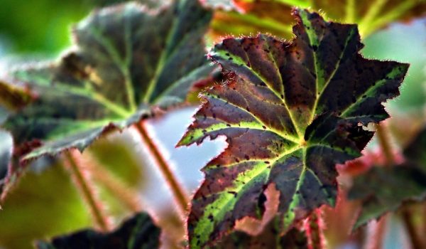 cum se ingrijeste begonia