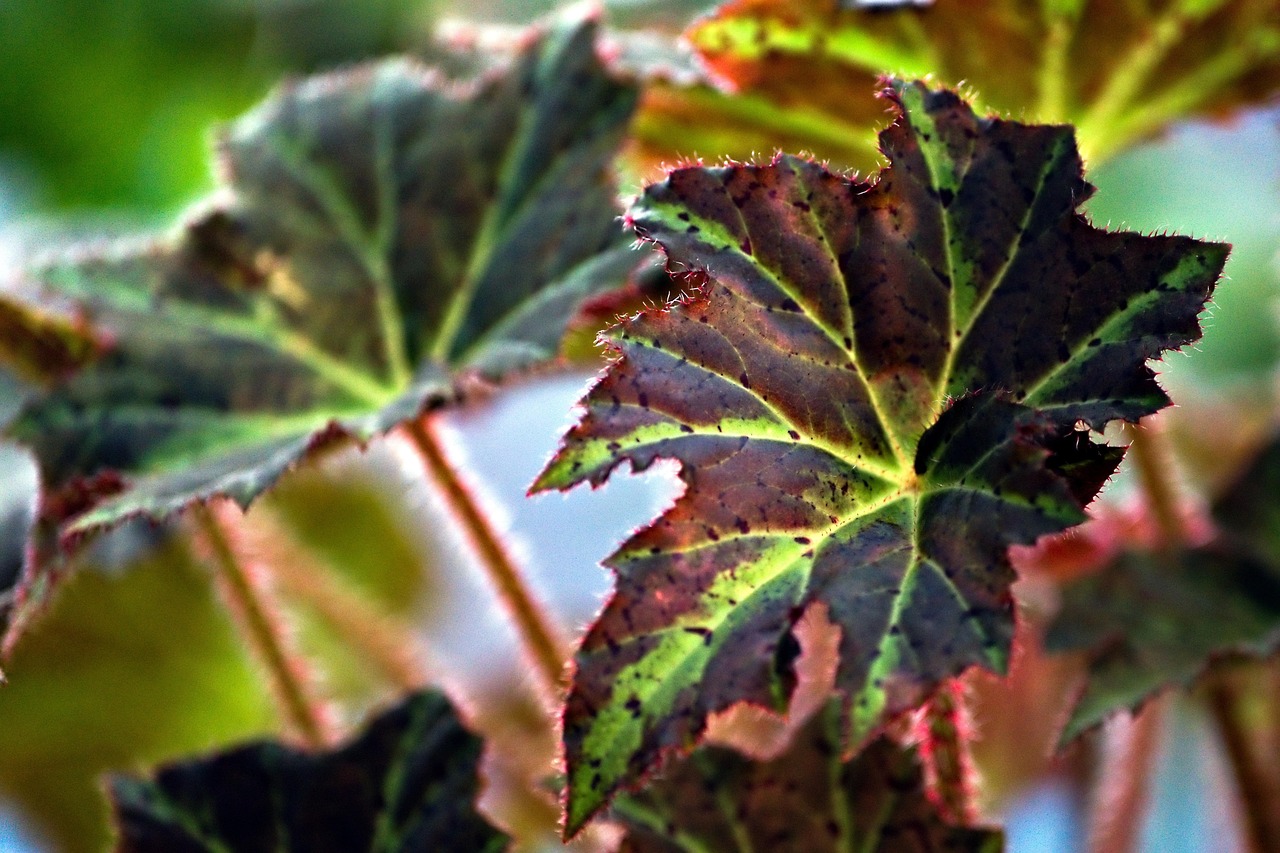 cum se ingrijeste begonia