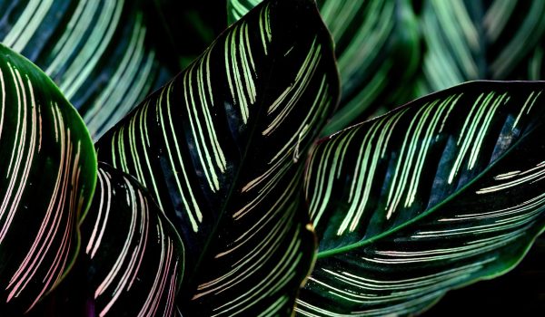 calathea couture