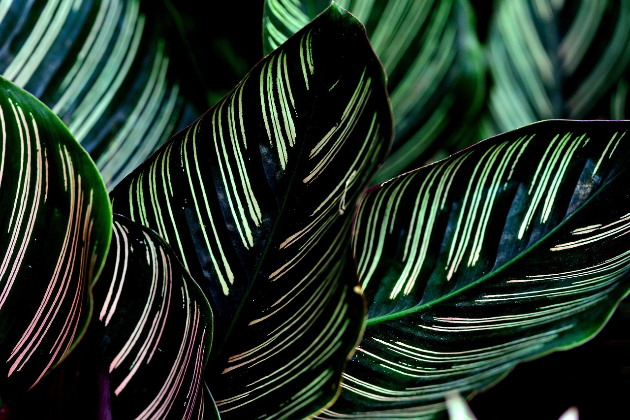 calathea couture