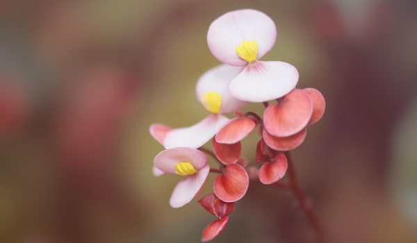 begonia tuberhybrida