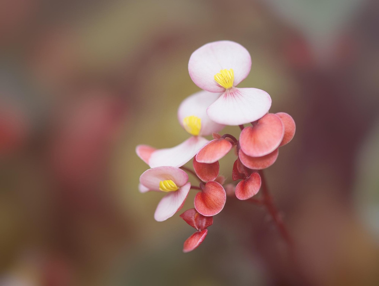 begonia tuberhybrida