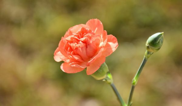 garofite de gradina