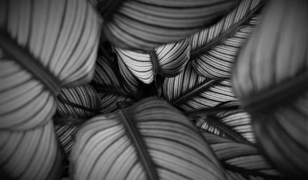 calathea white fusion
