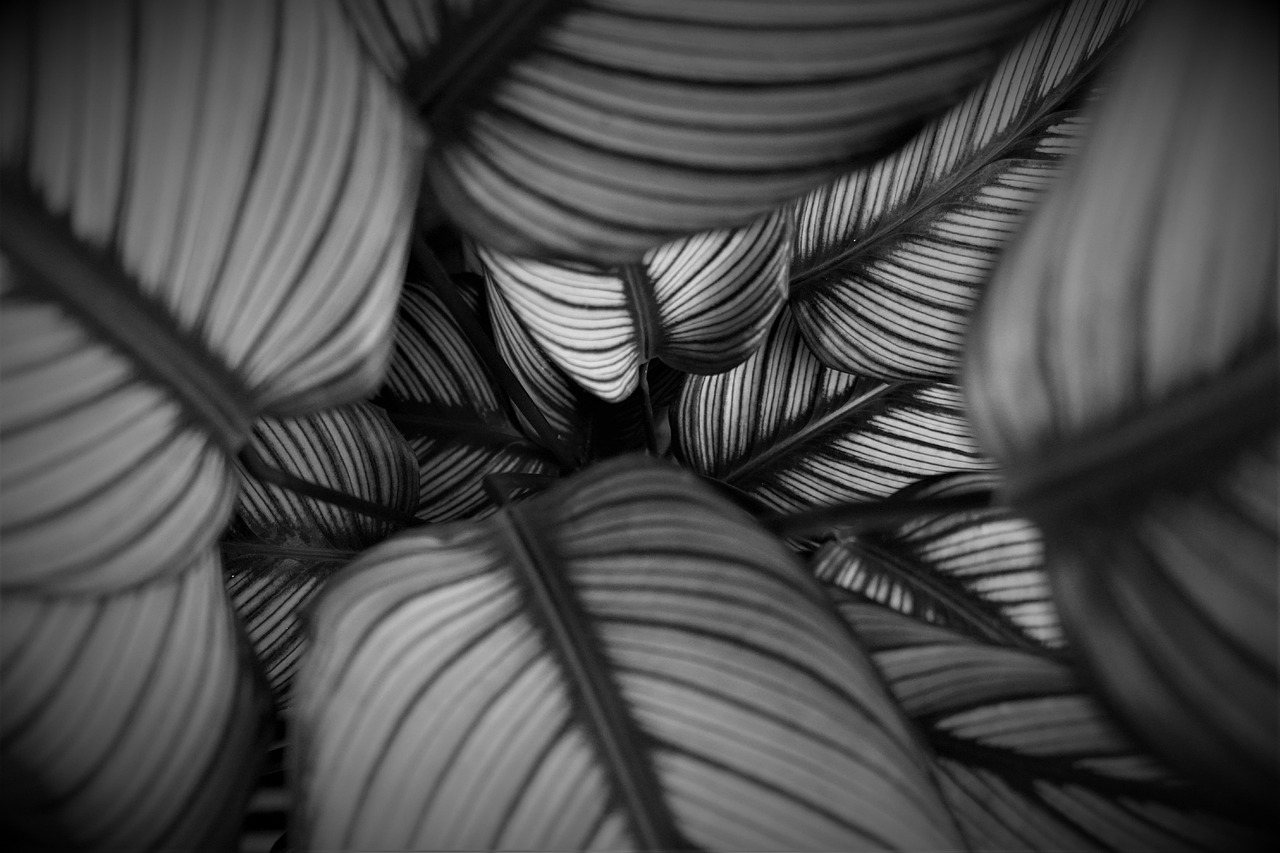 calathea white fusion