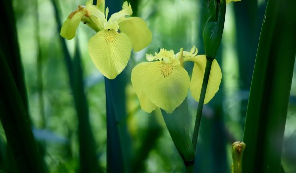 irisi pitici