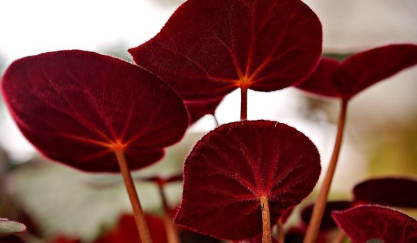 begonia de gradina