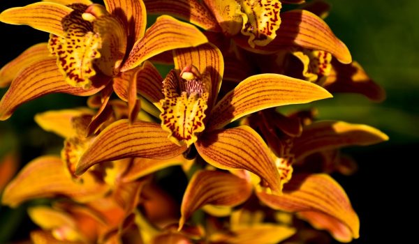 ingrijire orhidee phalaenopsis