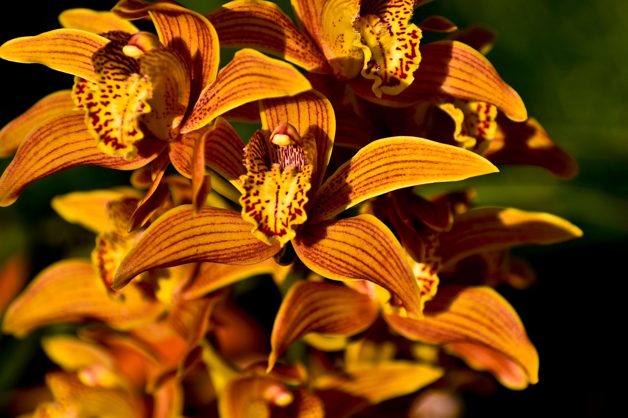 ingrijire orhidee phalaenopsis