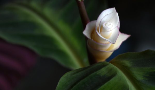 calathea lancifolia