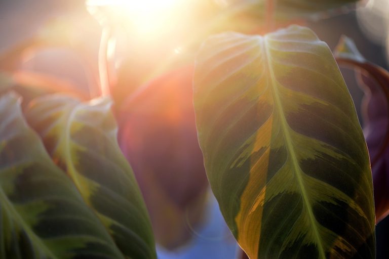 calathea warscewiczii