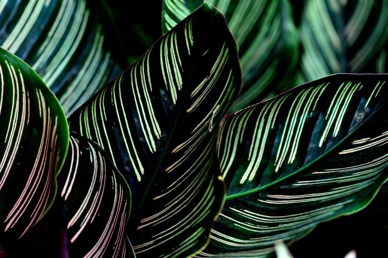 calathea medallion