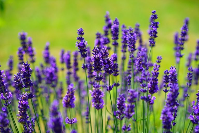 ce poti face cu lavanda uscata