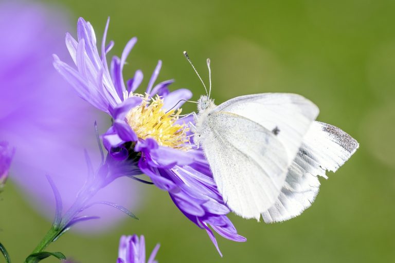 ce inseamna insecticid piretroid