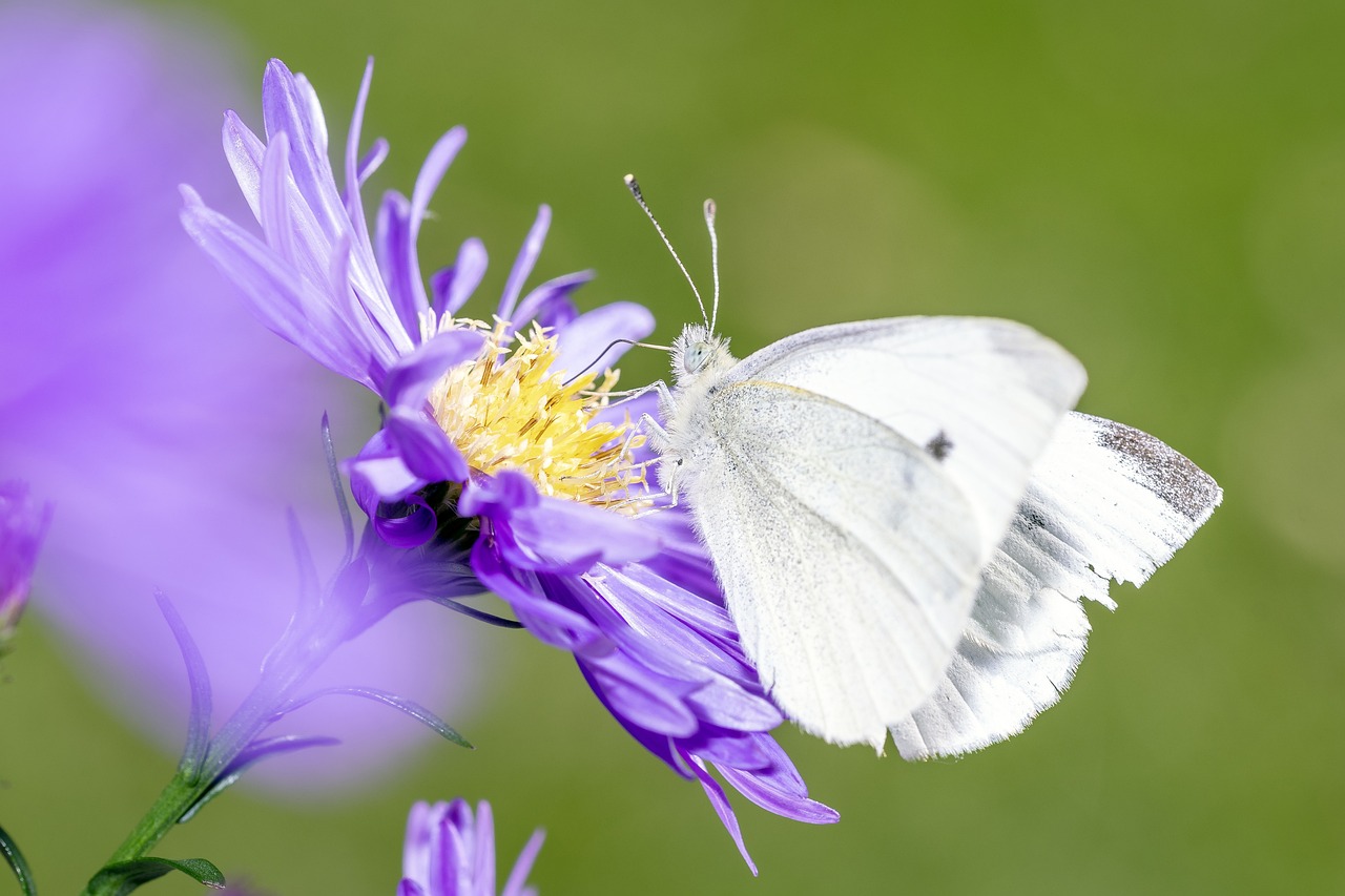 ce inseamna insecticid piretroid