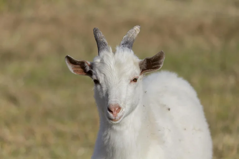 de ce intepenesc caprele